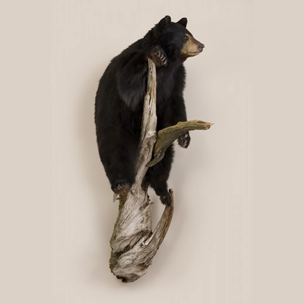 Small Black Bear - Wall Mount