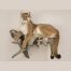 Mountain Lion