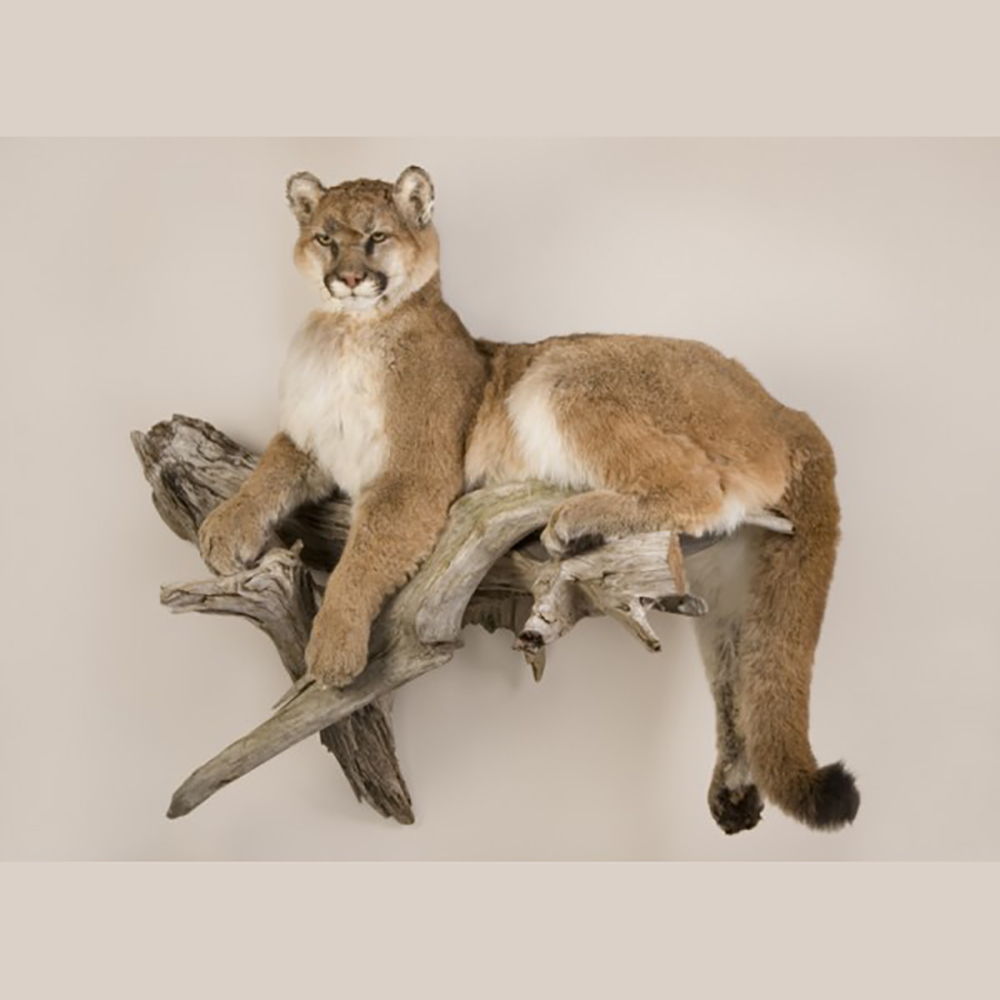 Mountain Lion