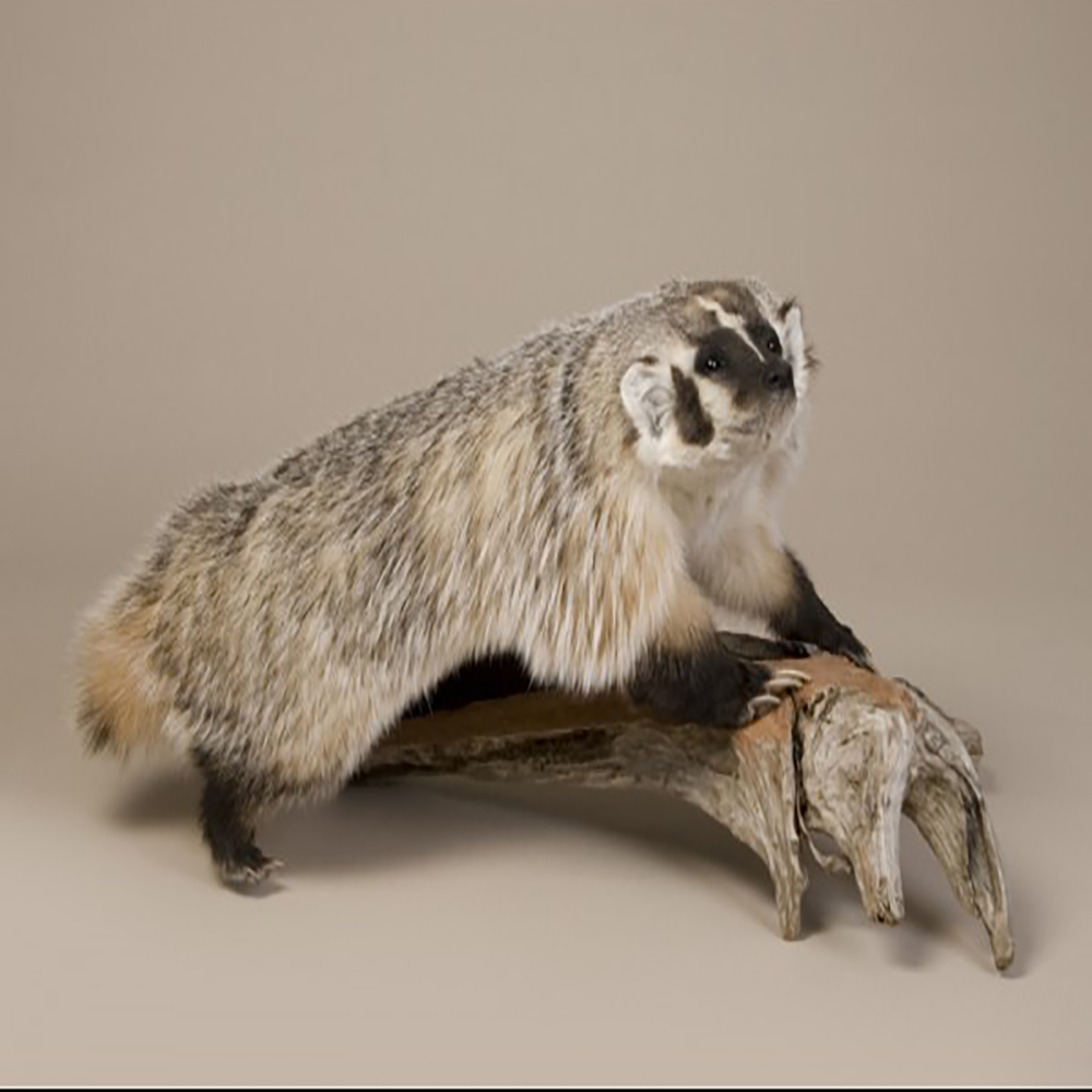 Badger