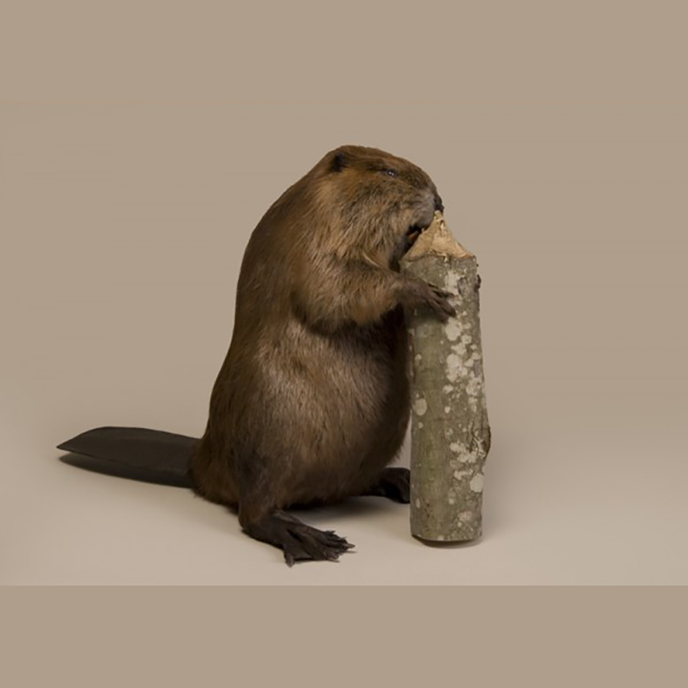 Beaver