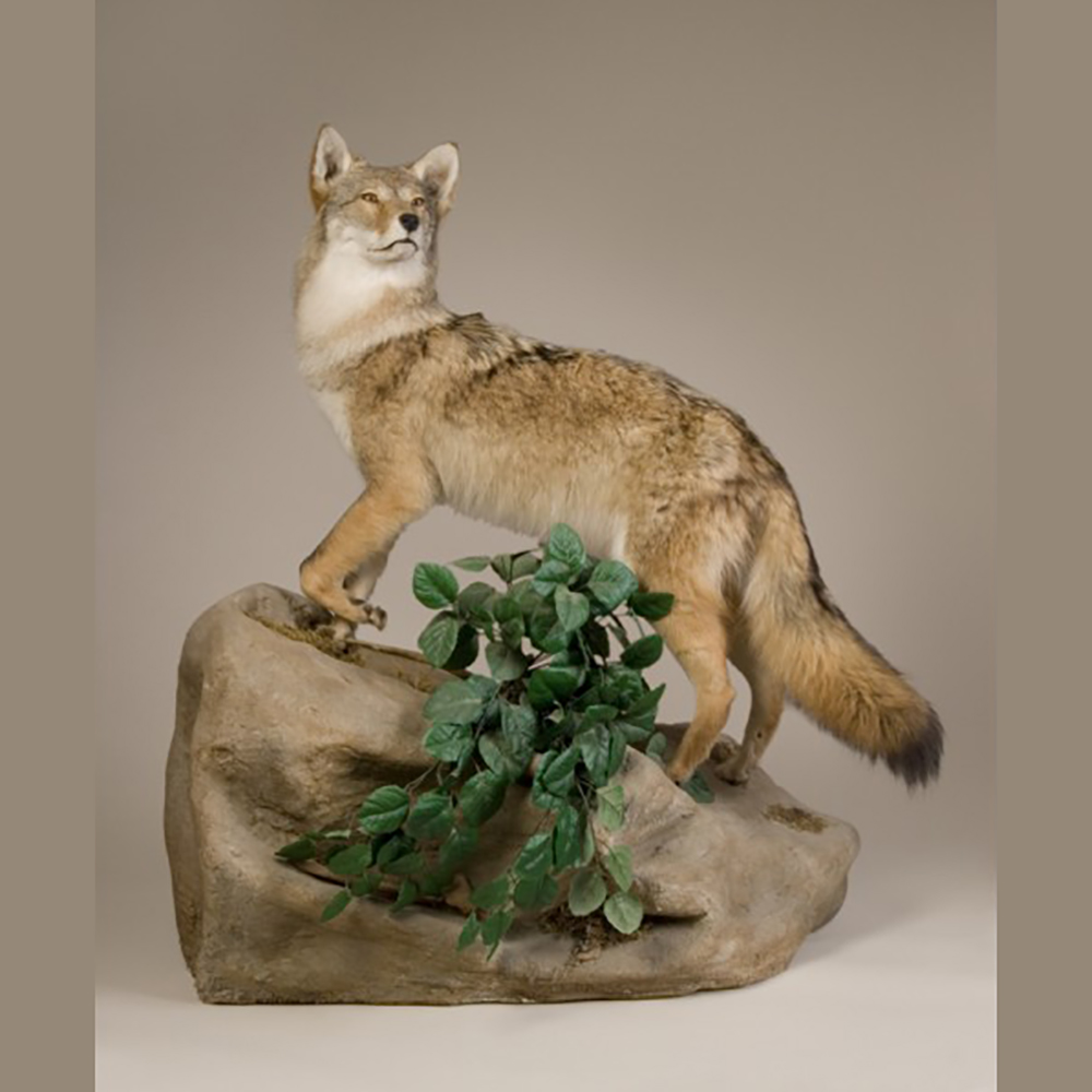 Coyote