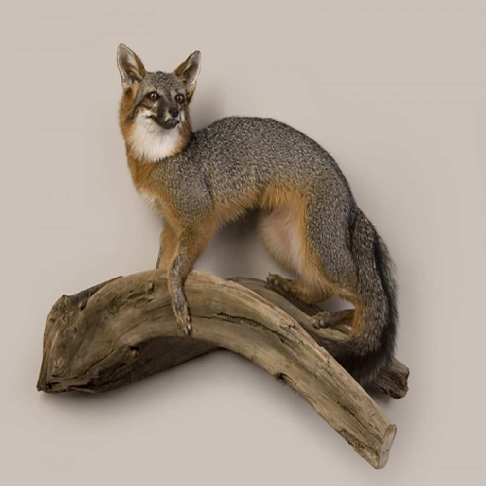 Fox (Gray)