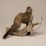 Mink