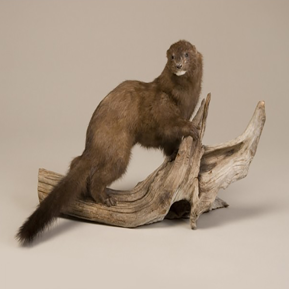 Mink