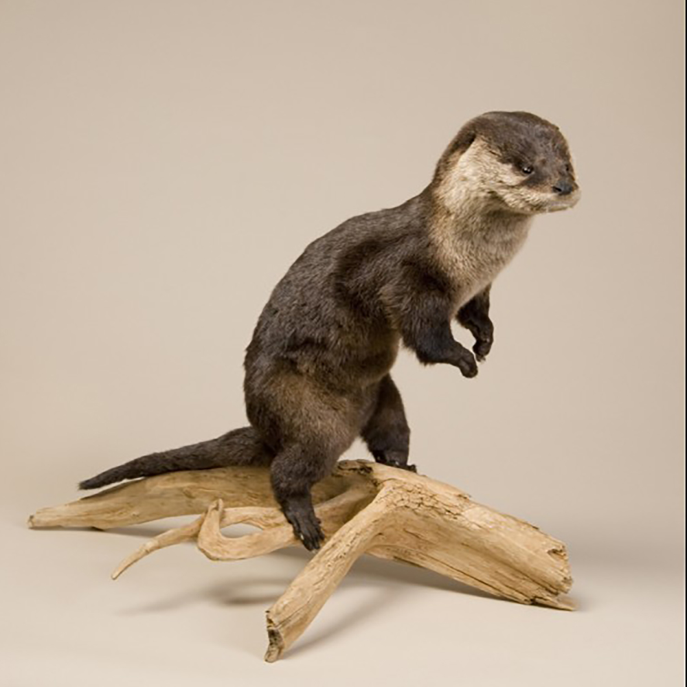 Otter