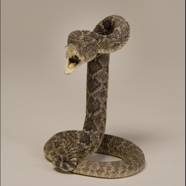 Rattlesnake