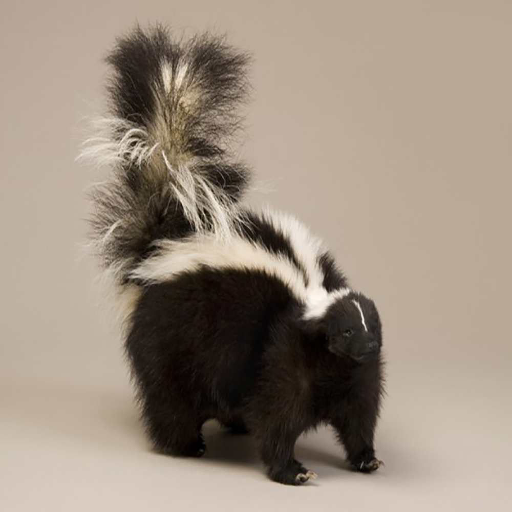 Skunk