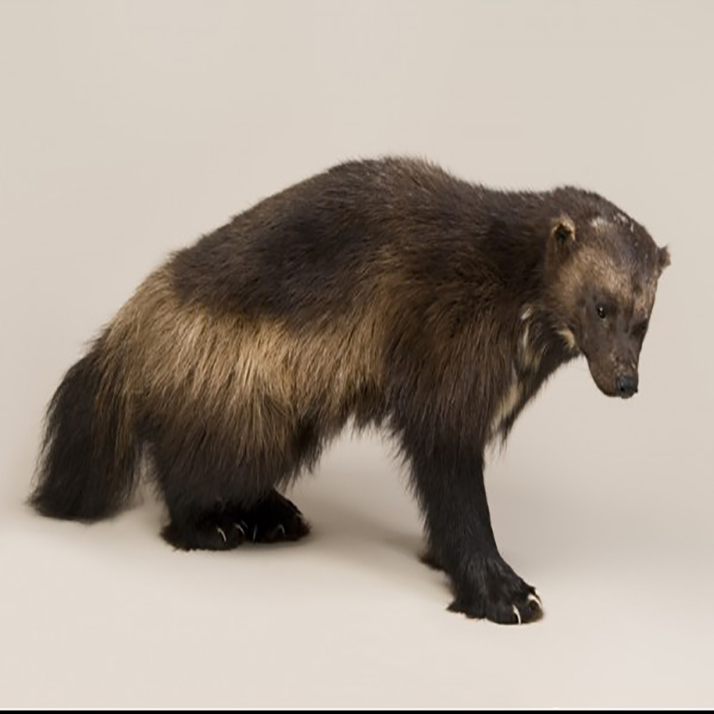 Wolverine