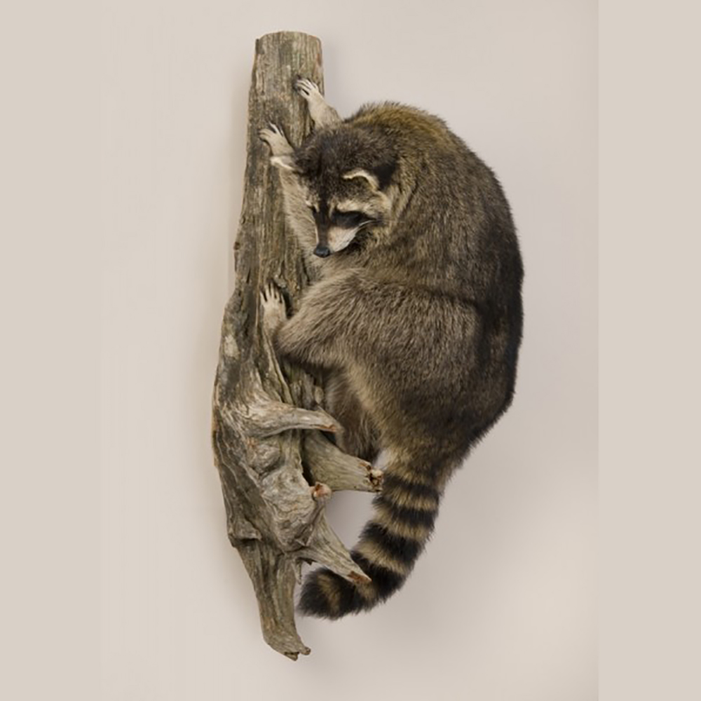 Climbing Raccoon