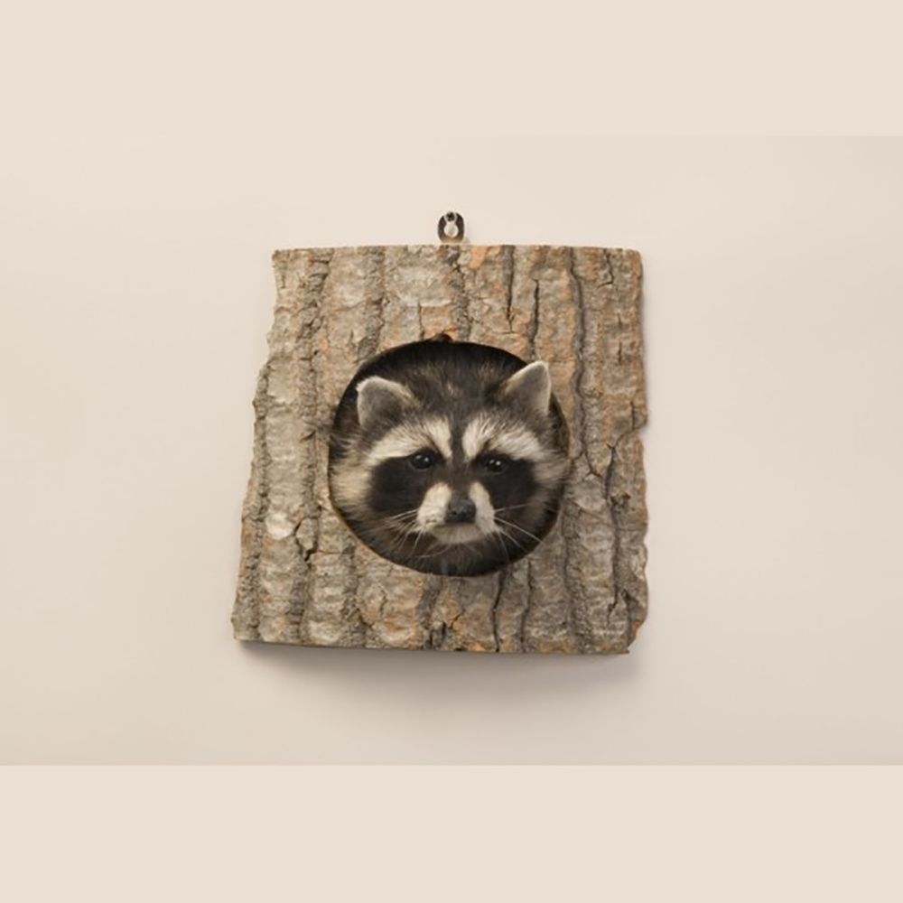 Peeping Raccoon