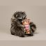 Snackin' Raccoon