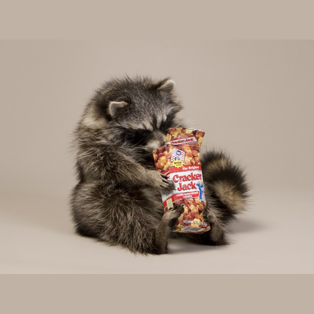 Snackin' Raccoon