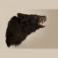 Bear Shoulder Mount