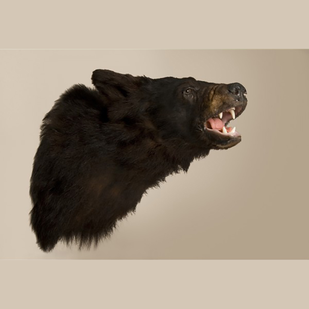 Bear Shoulder Mount