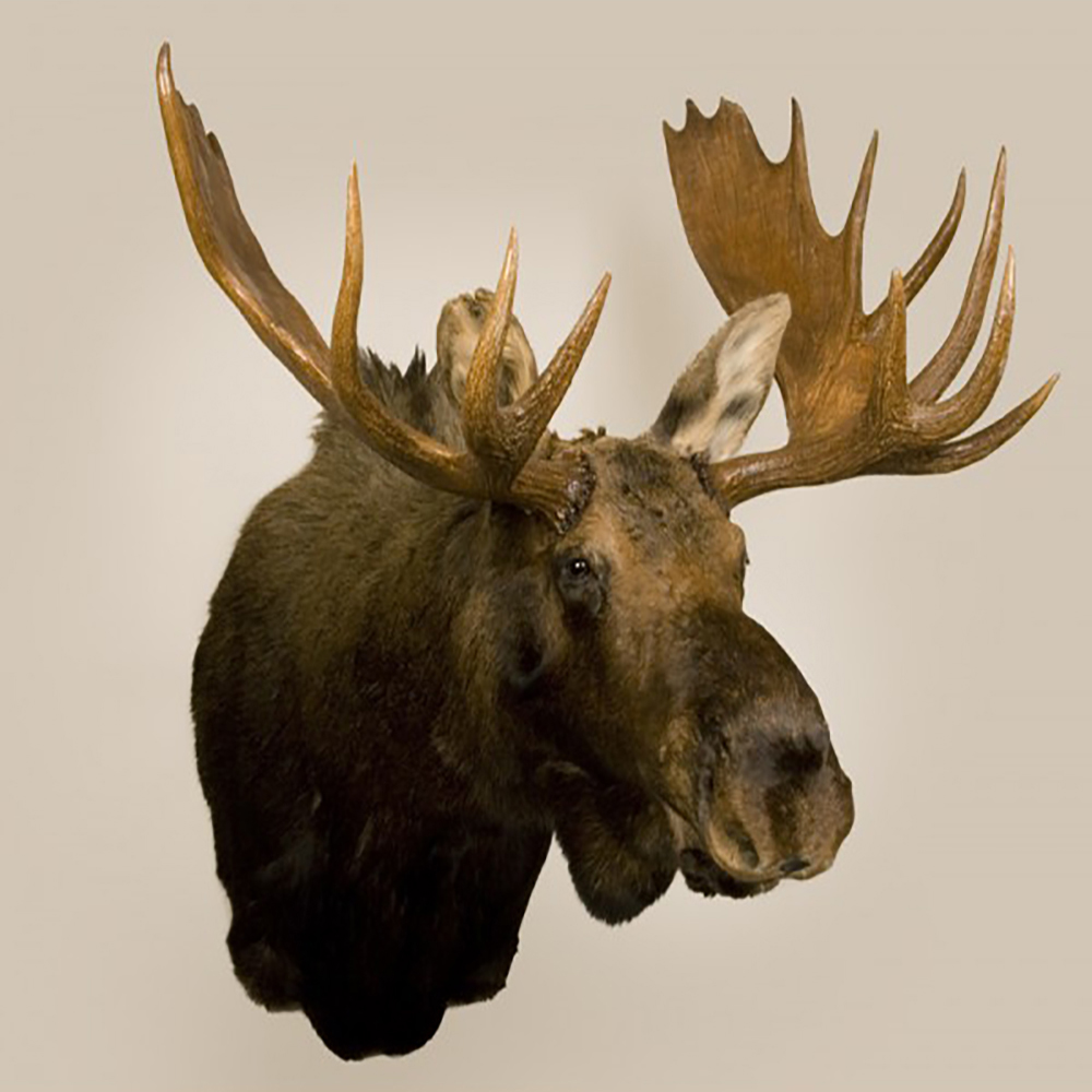 Taxidermy